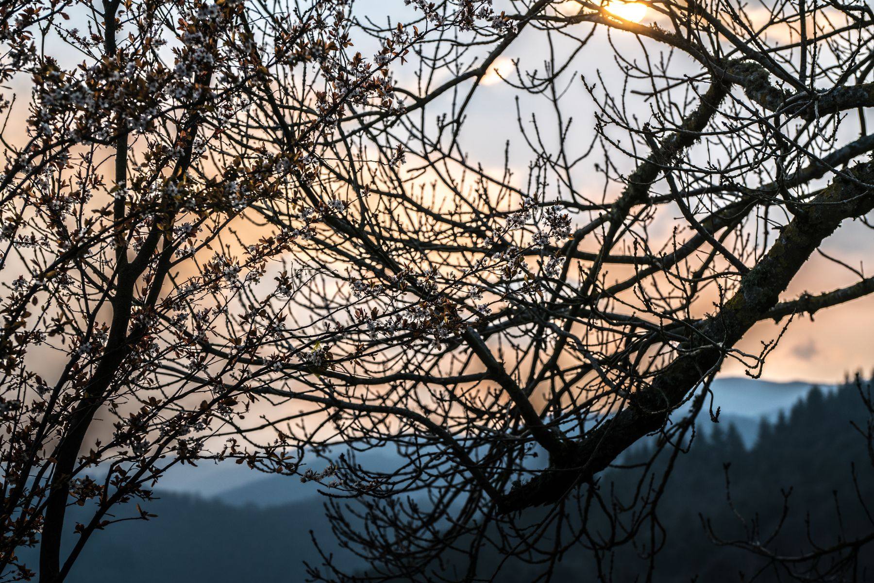 Branches en contre-jour au soleil couchant