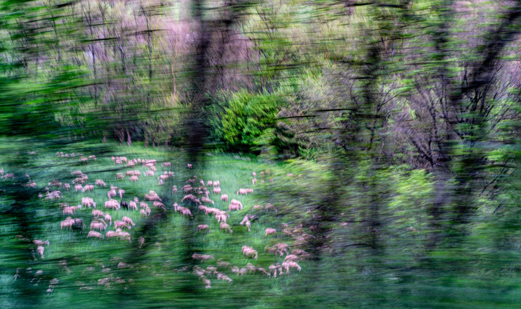 Troupeau de brebis à la pâture, effet de filé