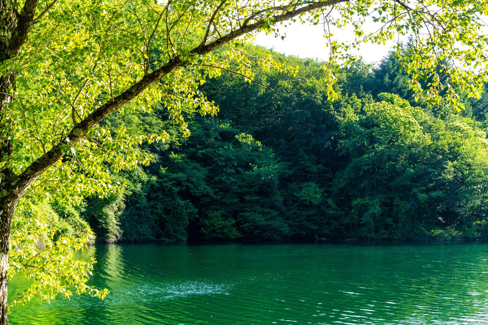 Eaux vertes bordées d'arbres lumineux