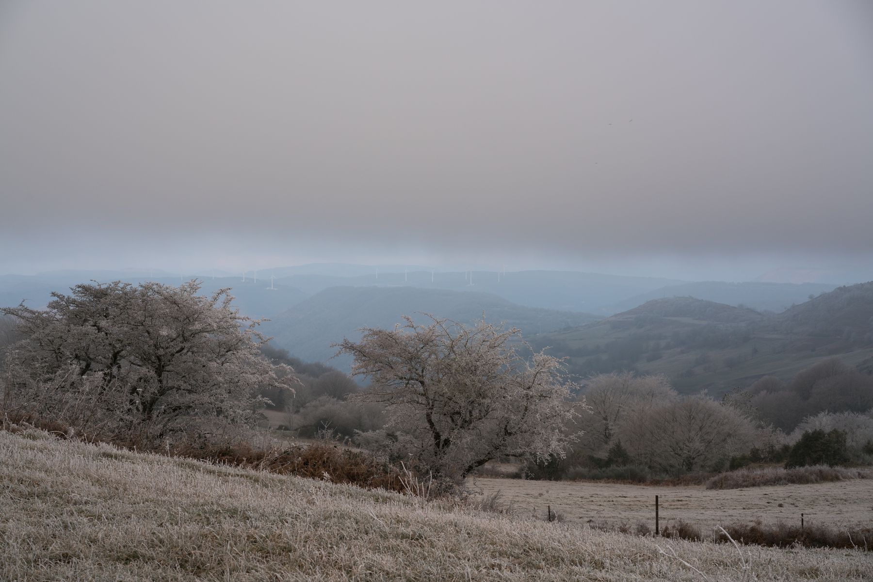 Campagne givrée au petit matin, éoliennes à l'horizon