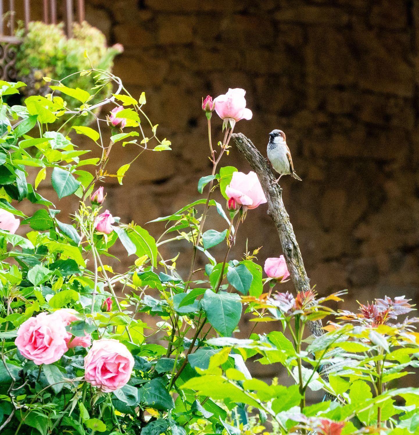 Moineau domestique perché dans un rosier en fleurs