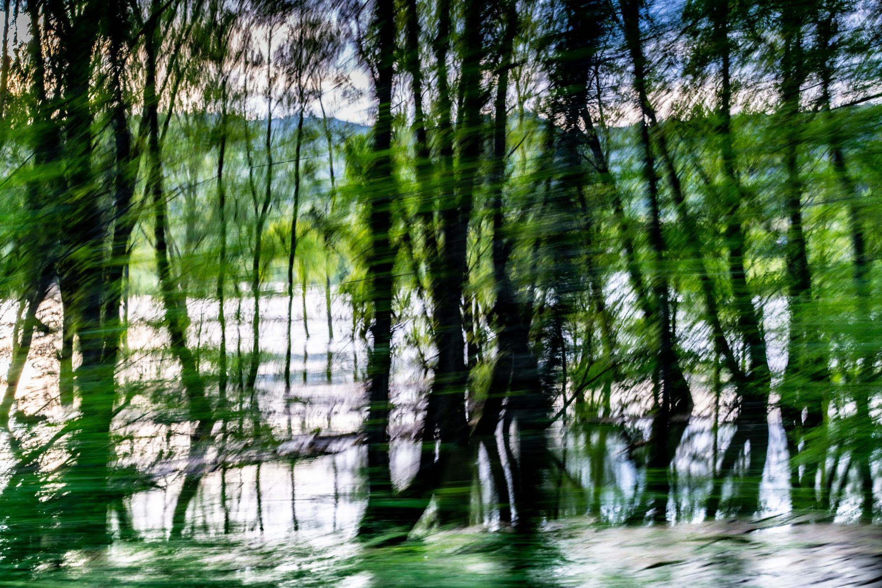 Sous-bois au bord de l'eau, effet de filé