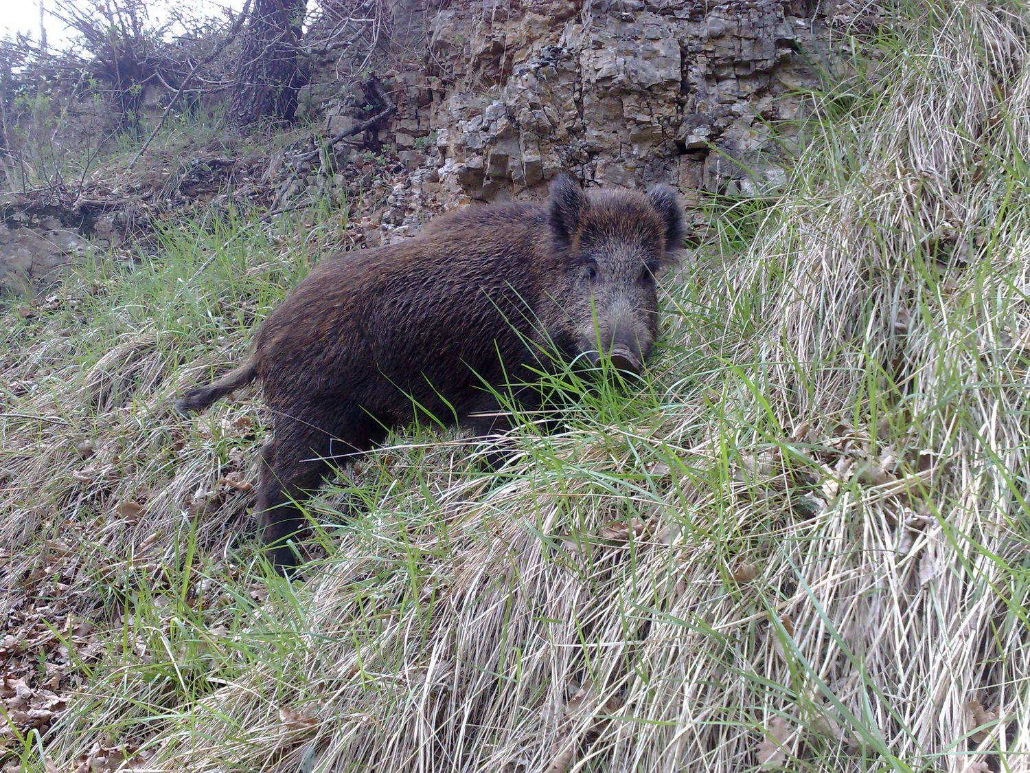 Sanglier dans les broussailles