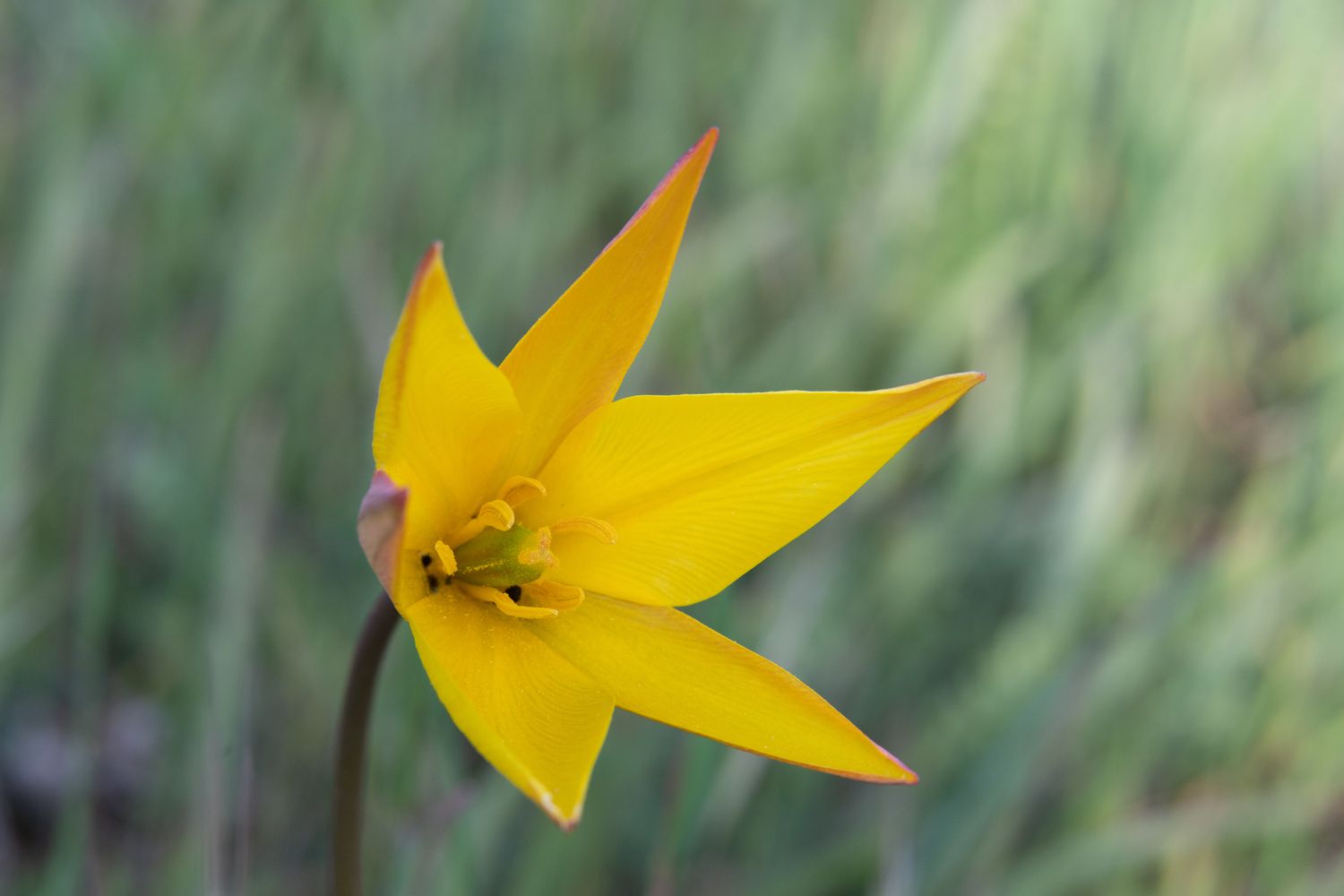 Tulipe sauvage jaune en gros plan