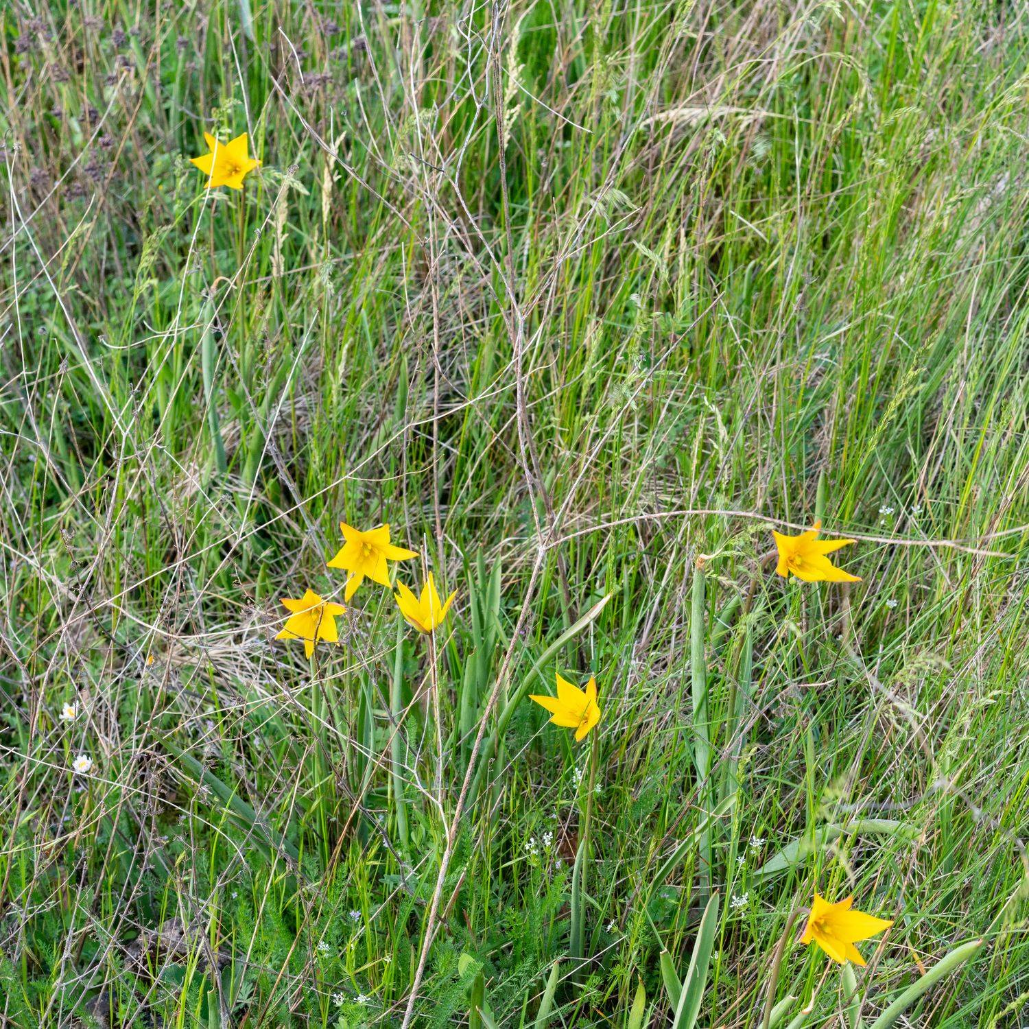 Tulipes sauvages jaunes dans la prairie