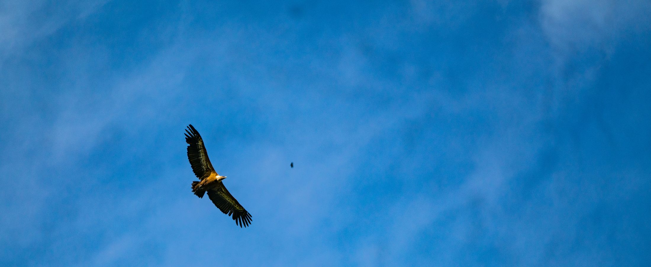 Vautour fauve planant dans le ciel bleu