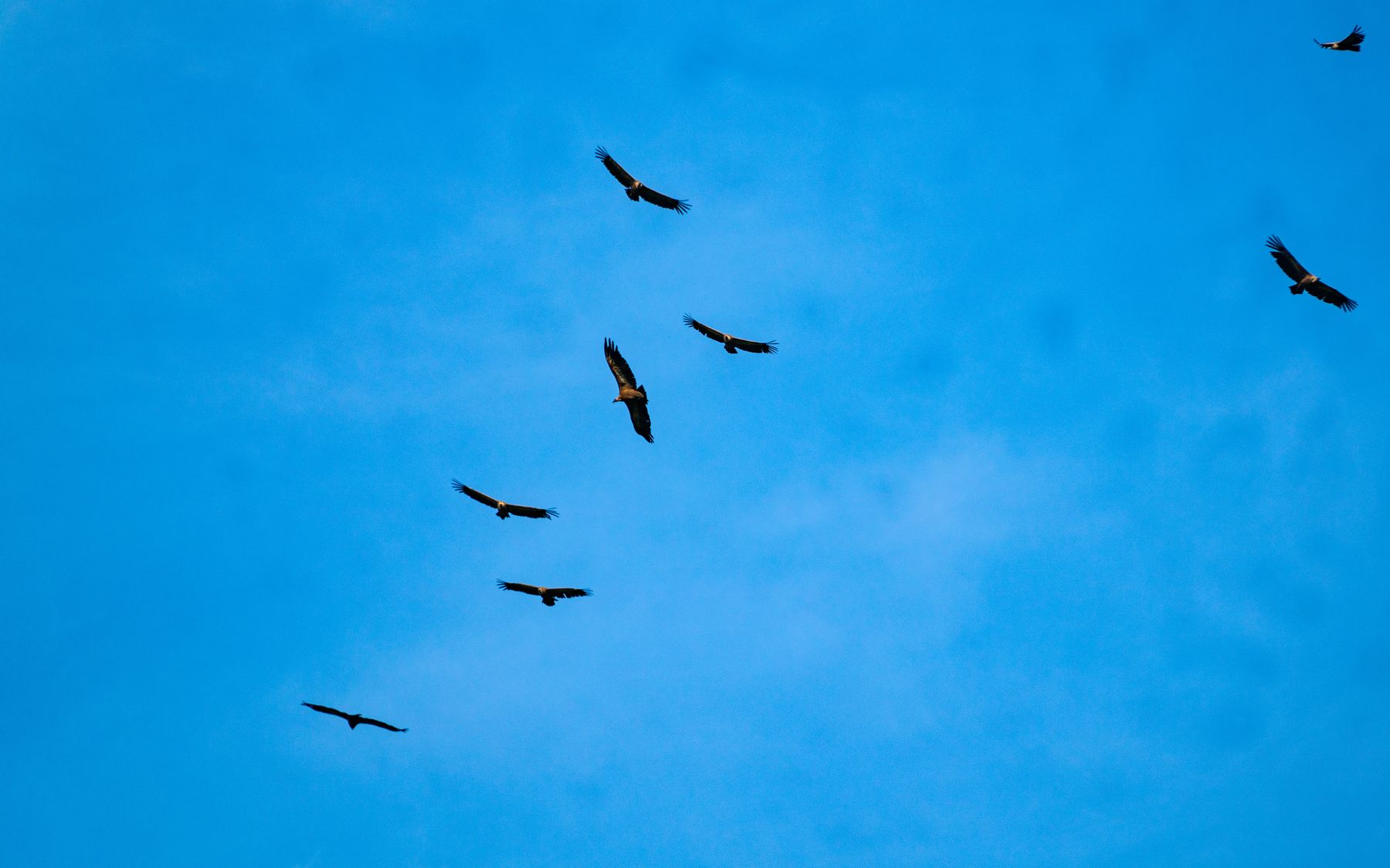 Groupe de vautours fauves tournoyant dans le ciel